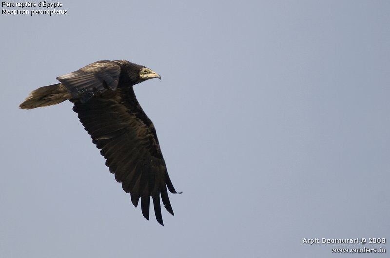 Egyptian Vulture