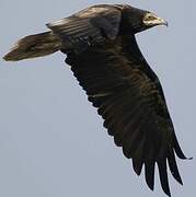 Egyptian Vulture