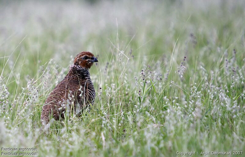 Rock Bush Quail