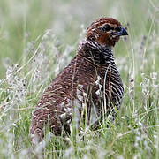 Rock Bush Quail