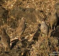 Jungle Bush Quail
