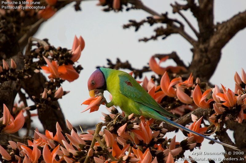 Plum-headed Parakeet