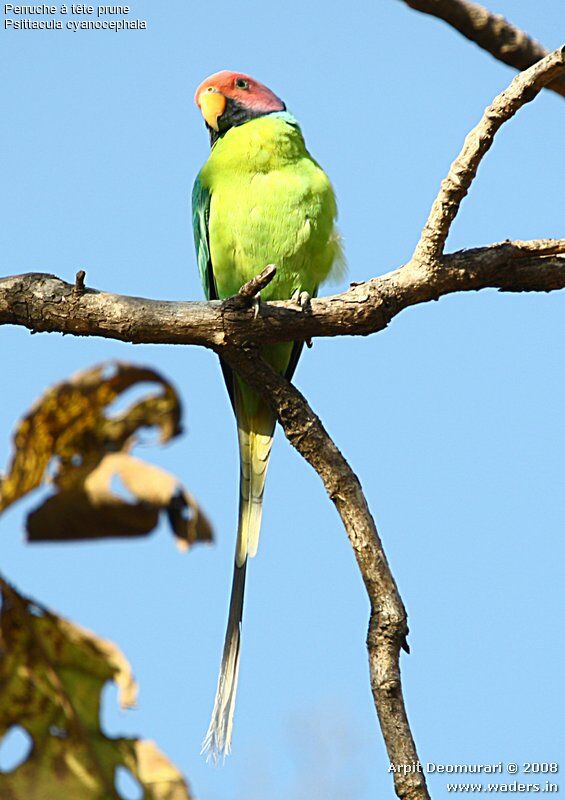 Plum-headed Parakeet