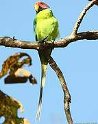 Plum-headed Parakeet