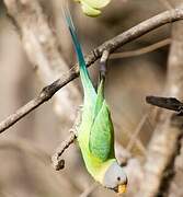 Plum-headed Parakeet