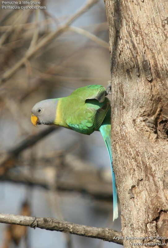 Plum-headed Parakeet