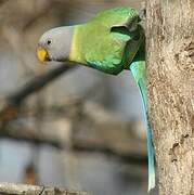 Plum-headed Parakeet