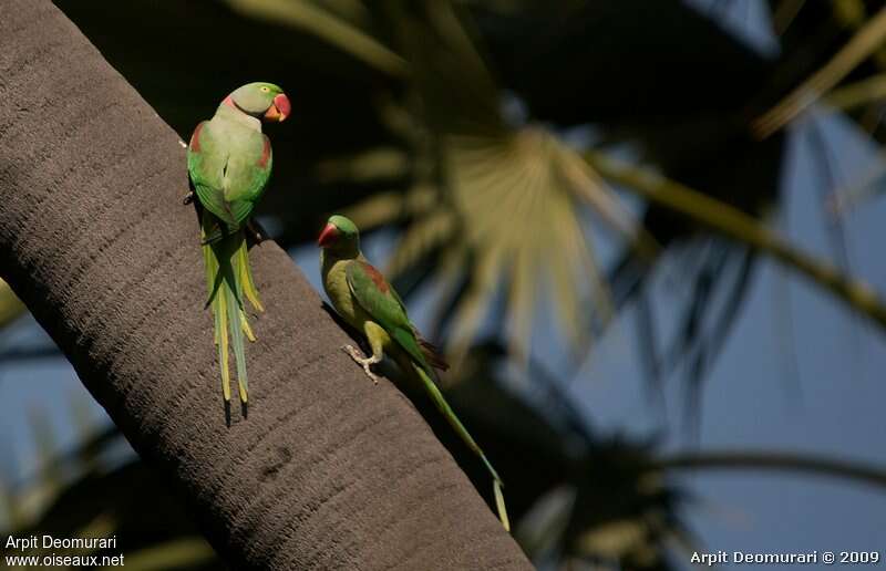 Alexandrine Parakeetadult breeding, pigmentation