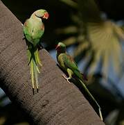 Alexandrine Parakeet