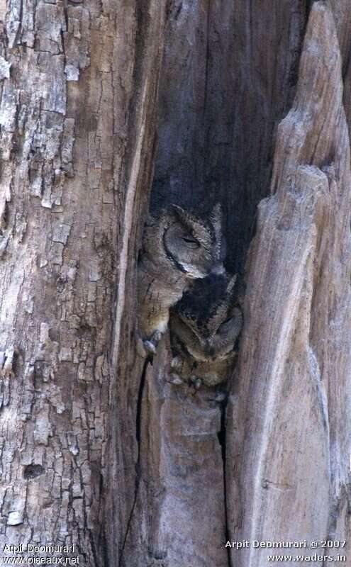 Collared Scops Owl, identification