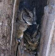 Collared Scops Owl