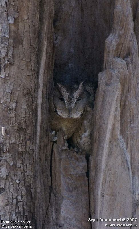 Collared Scops Owl