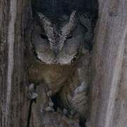 Collared Scops Owl