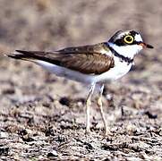 Little Ringed Plover