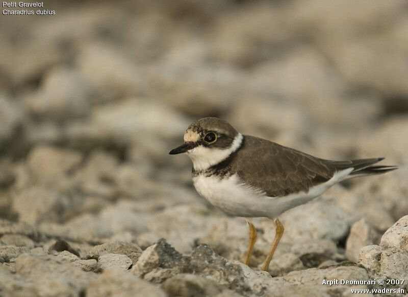 Little Ringed Plover