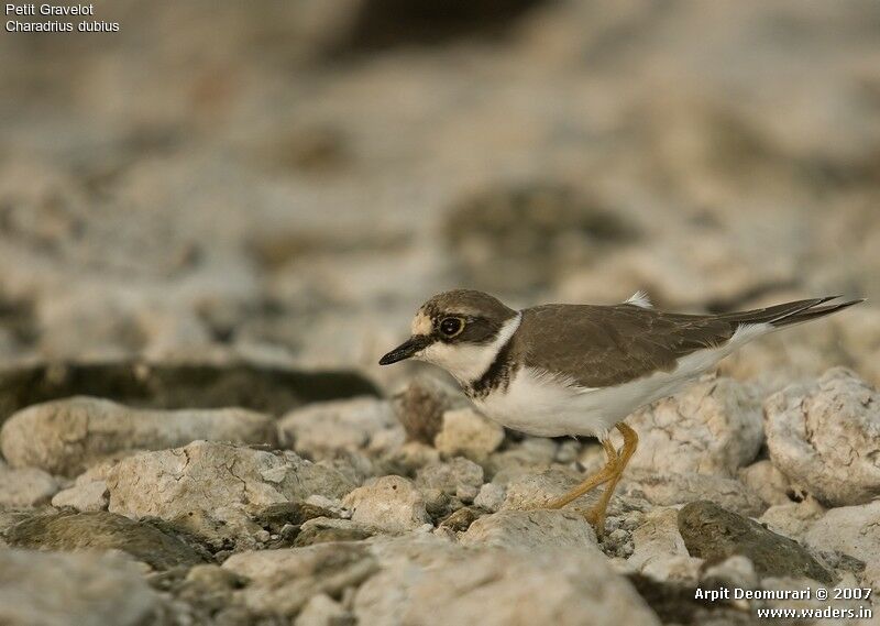 Little Ringed Plover