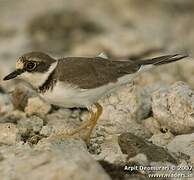 Little Ringed Plover