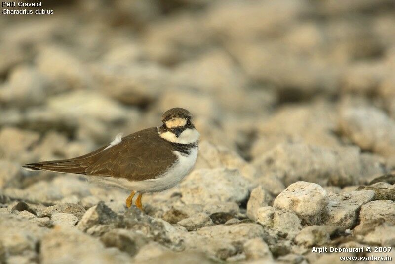 Little Ringed Plover