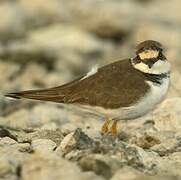 Little Ringed Plover