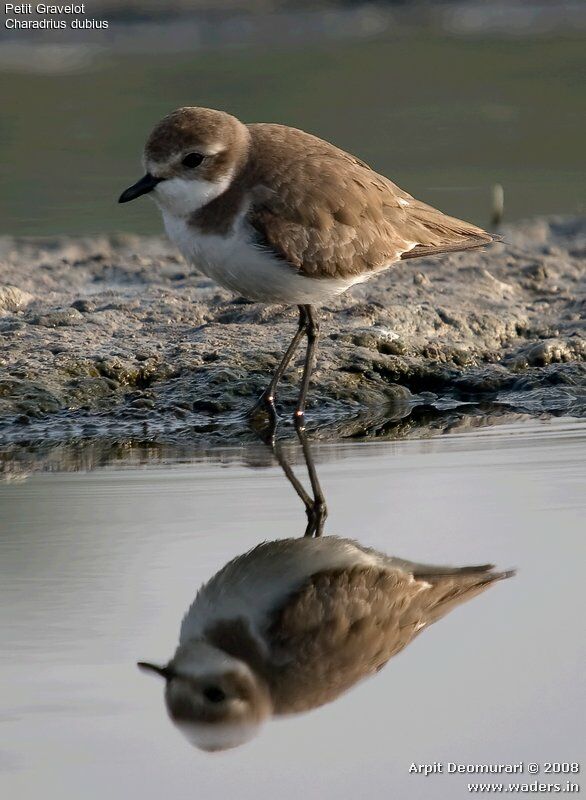 Little Ringed Plover