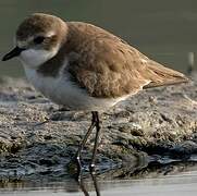 Little Ringed Plover