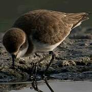 Little Ringed Plover