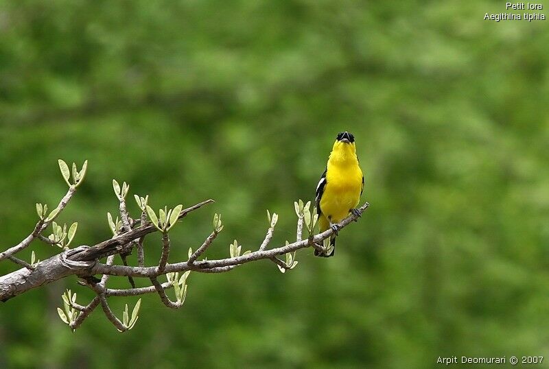 Common Iora male adult breeding