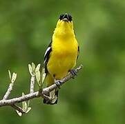 Common Iora