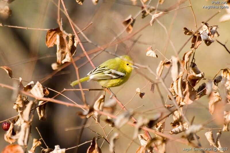 Common Iora female adult breeding