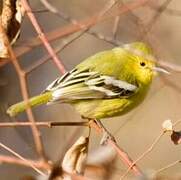 Common Iora