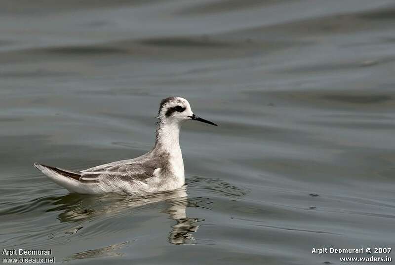 Red-necked Phalaropeadult post breeding, identification