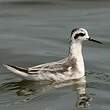 Phalarope à bec étroit