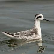 Red-necked Phalarope