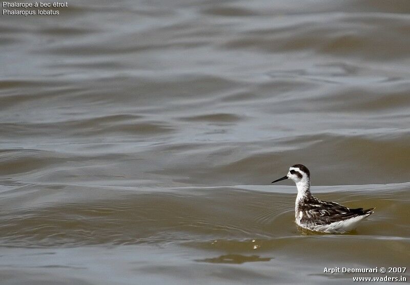 Red-necked Phalarope