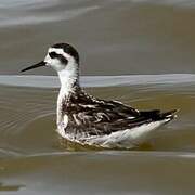 Phalarope à bec étroit