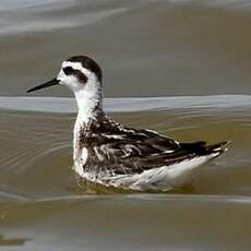 Phalarope à bec étroit