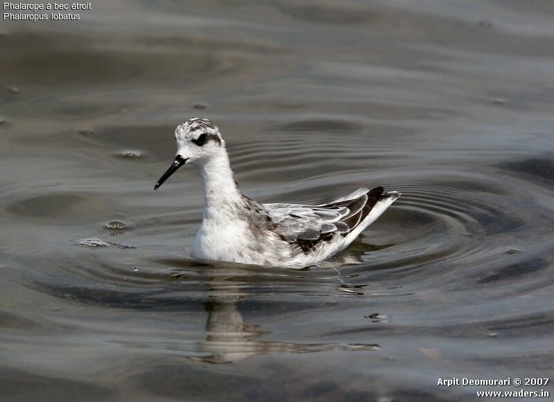 Phalarope à bec étroit