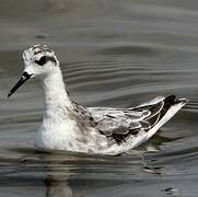 Red-necked Phalarope