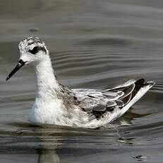 Phalarope à bec étroit