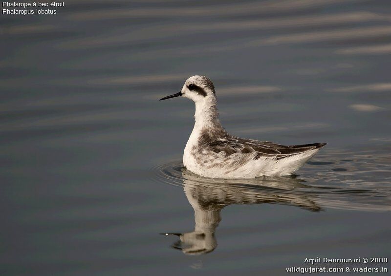 Red-necked Phalaropeadult post breeding