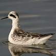 Phalarope à bec étroit