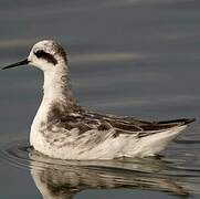 Red-necked Phalarope