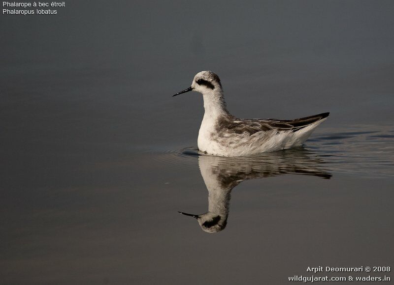 Phalarope à bec étroitadulte internuptial