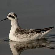 Red-necked Phalarope