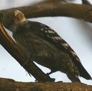 Brown-capped Pygmy Woodpecker