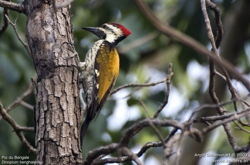 Black-rumped Flameback