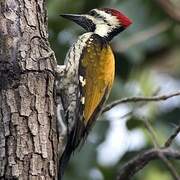 Black-rumped Flameback