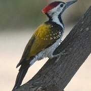 Black-rumped Flameback