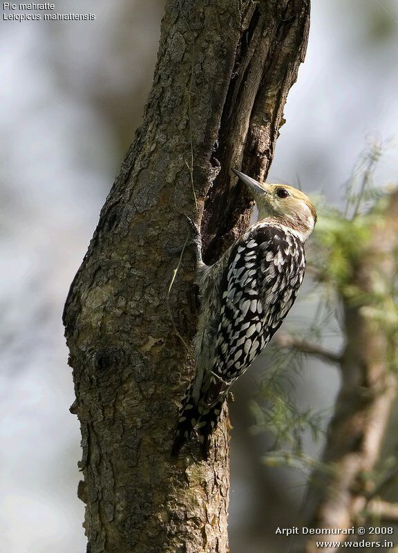 Yellow-crowned Woodpecker