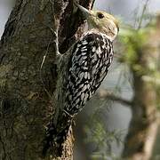 Yellow-crowned Woodpecker